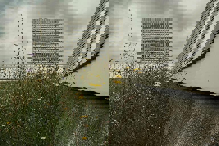 Retiree Turns Rooftop Shed Into Miniature Botanical Retreat